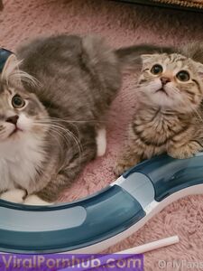 nicolebun Onlyfans Leaks Album - Neueste Sammlung