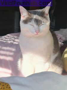 nicolebun Onlyfans Leaks Album - Neueste Sammlung