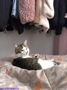 Gatita Latest Onlyfans Premium Leaks