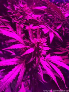 neptunenips Onlyfans Últimas filtraciones de fotos desnudas