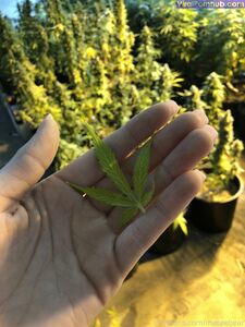 neptunenips Onlyfans Dernières fuites de photos nues