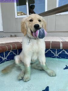 Peachjars Onlyfans Latest Nude Photo Leaks