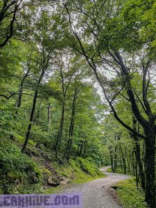 Dani Fae aka TheDanii özel OnlyFans sızdırılmış nudes